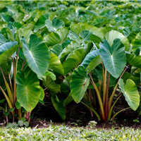Colocasia Leaves Vegetables - Cultivation Type: Organic
