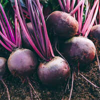 Fresh Beetroot