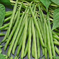 French Beans Vegetables - Cultivation Type: Organic