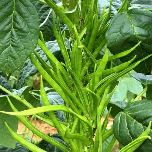 Cluster Beans Vegetables - Cultivation Type: Organic