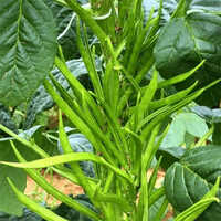 Cluster Beans  Vegetables - Cultivation Type: Organic