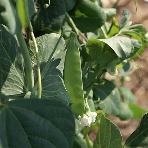 Snow Peas Vegetables - Cultivation Type: Organic