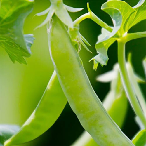 Sugar Snap Peas Vegetables - Cultivation Type: Organic