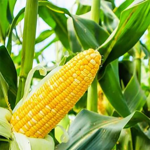 Sweet Corn Vegetables - Cultivation Type: Organic