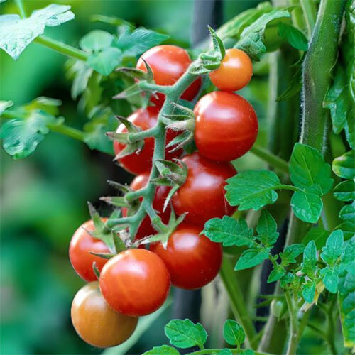 Cherry Tomato - Cultivation Type: Organic
