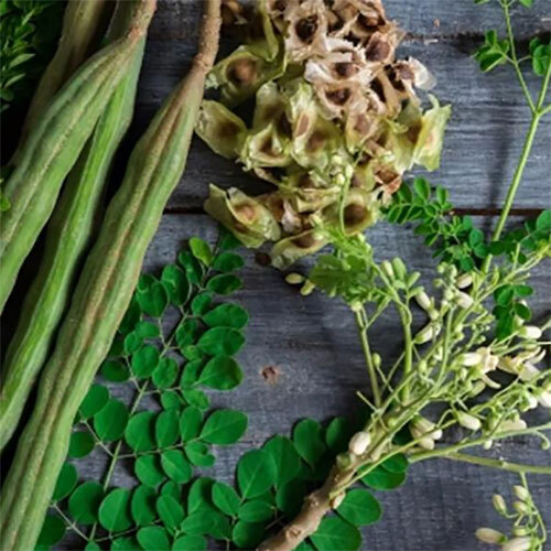 Drumsticks Vegetables - Moisture (%): Nil