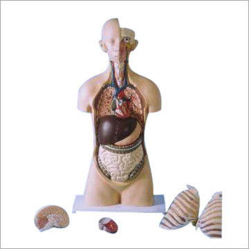 Human Torso