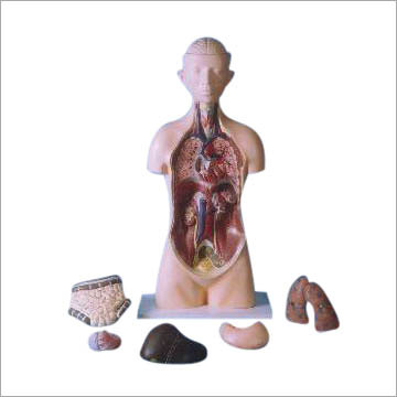 Human Torso with Head