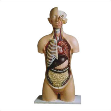 Anatomical Models