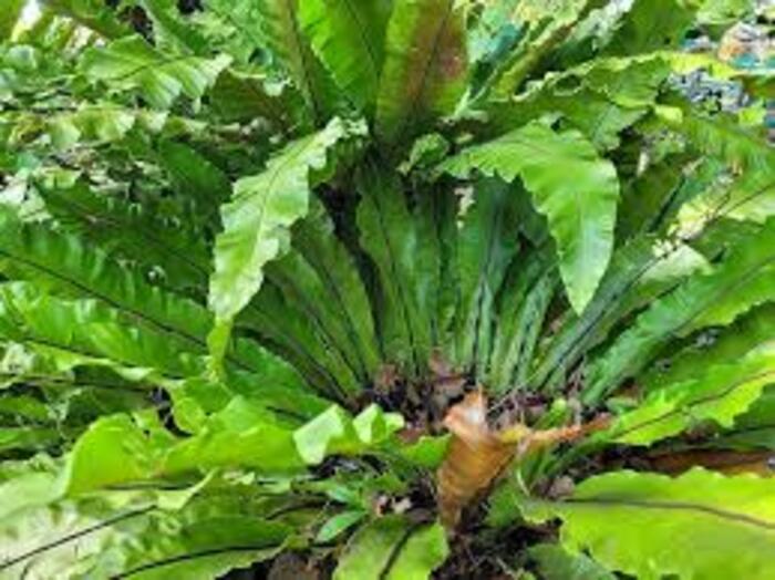 Birds-nest Fern (Asplenium Nidus) Plant