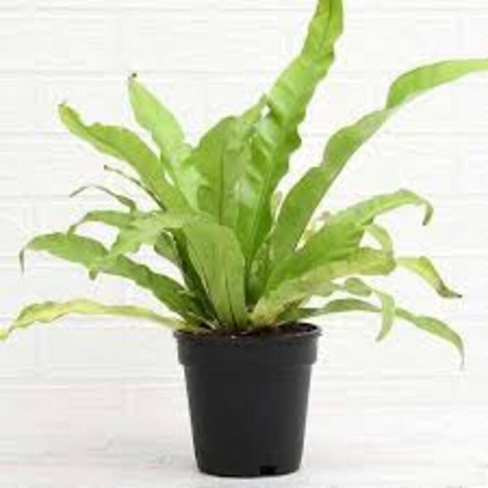 Birds-nest Fern (Asplenium Nidus) Plant
