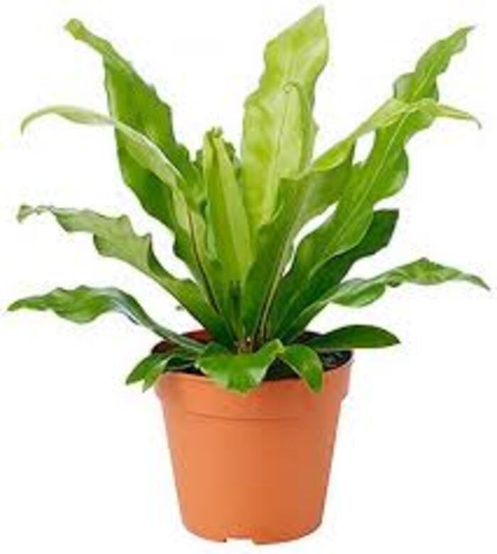 Birds-nest Fern (Asplenium Nidus) Plant