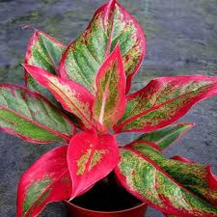 Aglaonema (Red) Plant