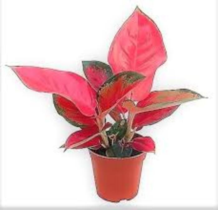 Aglaonema (Red) Plant
