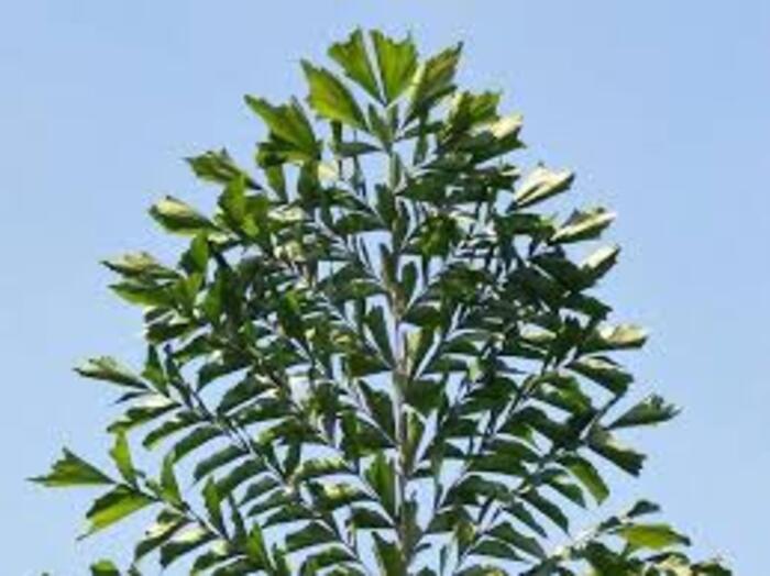 Caryota Urens Plant