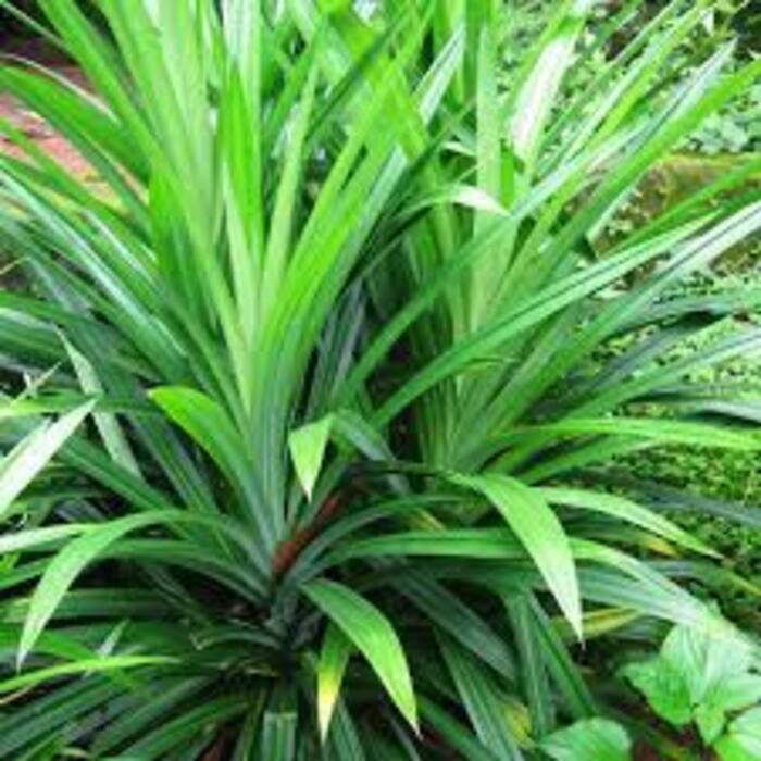 Pantanus Plant - Variety: Lily