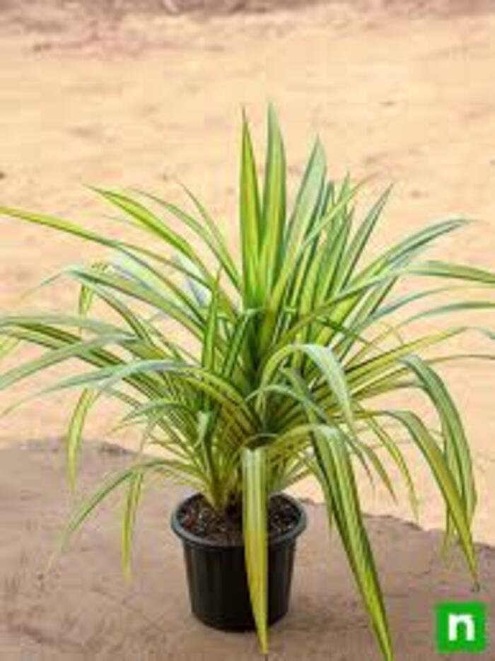 Pantanus Plant - Variety: Lily