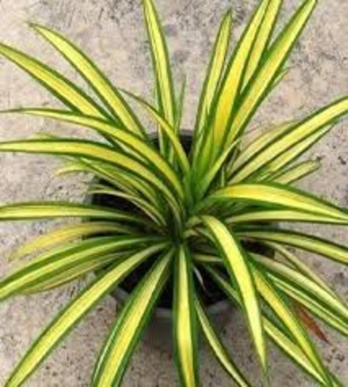 Pantanus Plant - Variety: Lily