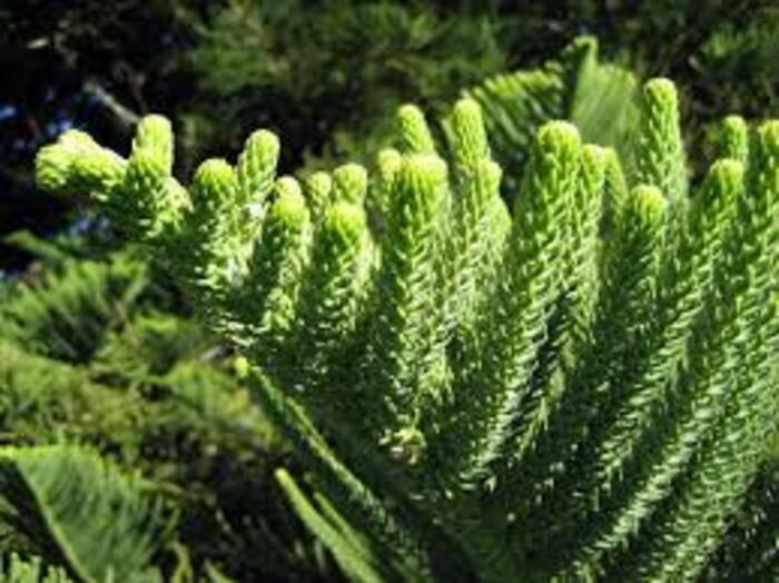 Araucaria Plant