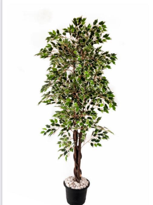 Green Ficus Plant