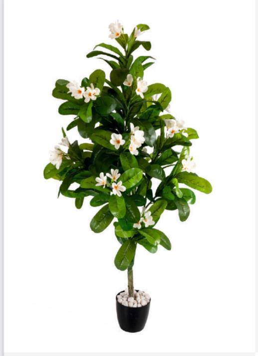 Green Ficus Plant