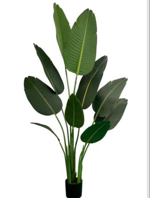 Green Ficus Plant