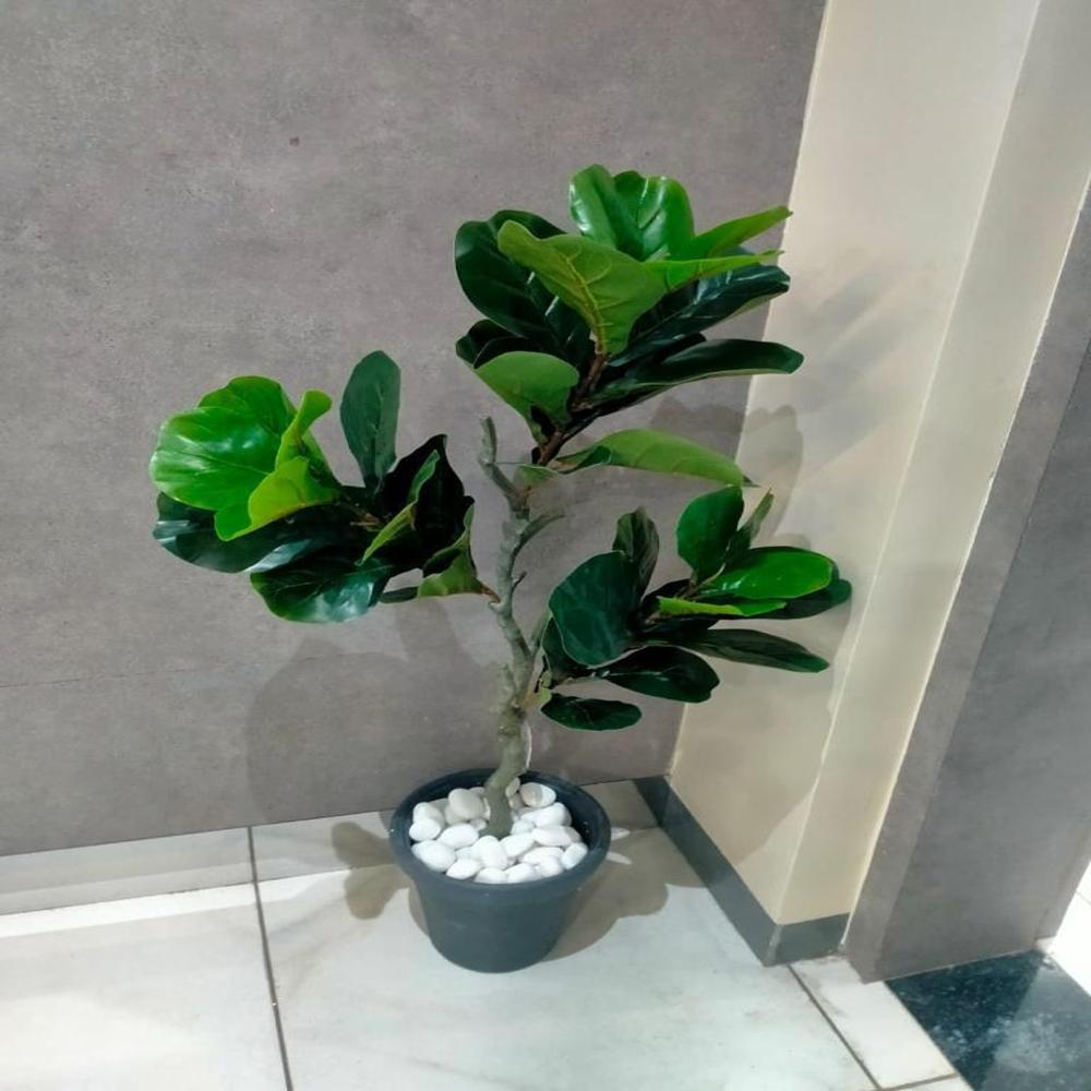 Green Ficus Plant