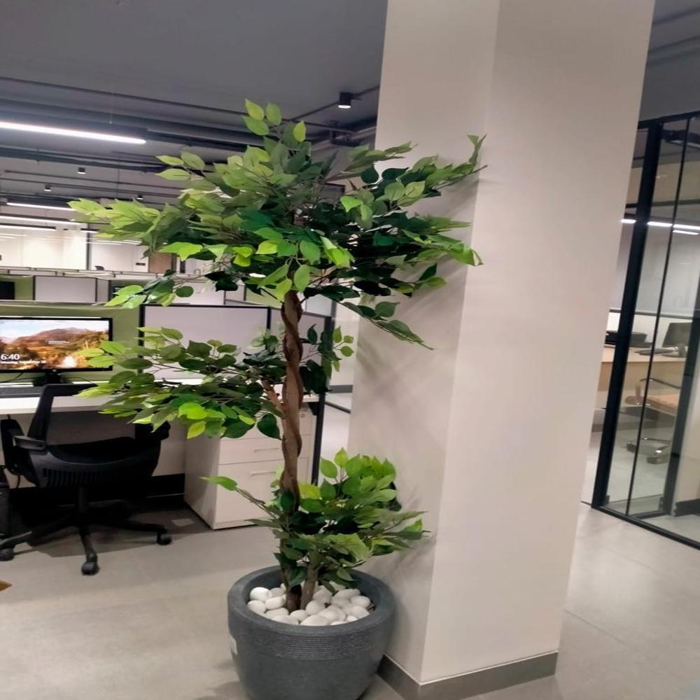 Red Leaves Platd With Pots