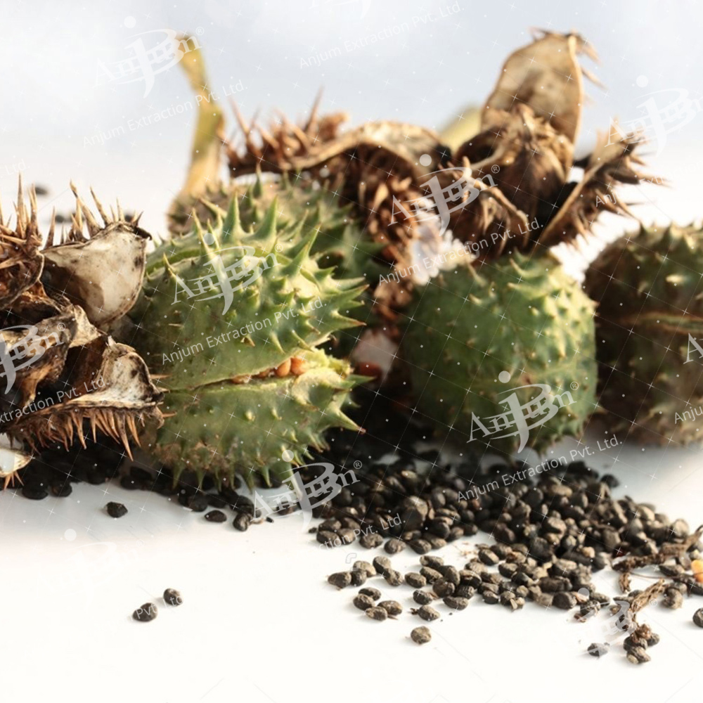 Dhatura Alba (Dhatura Panchang) Extract - Application: Medicine