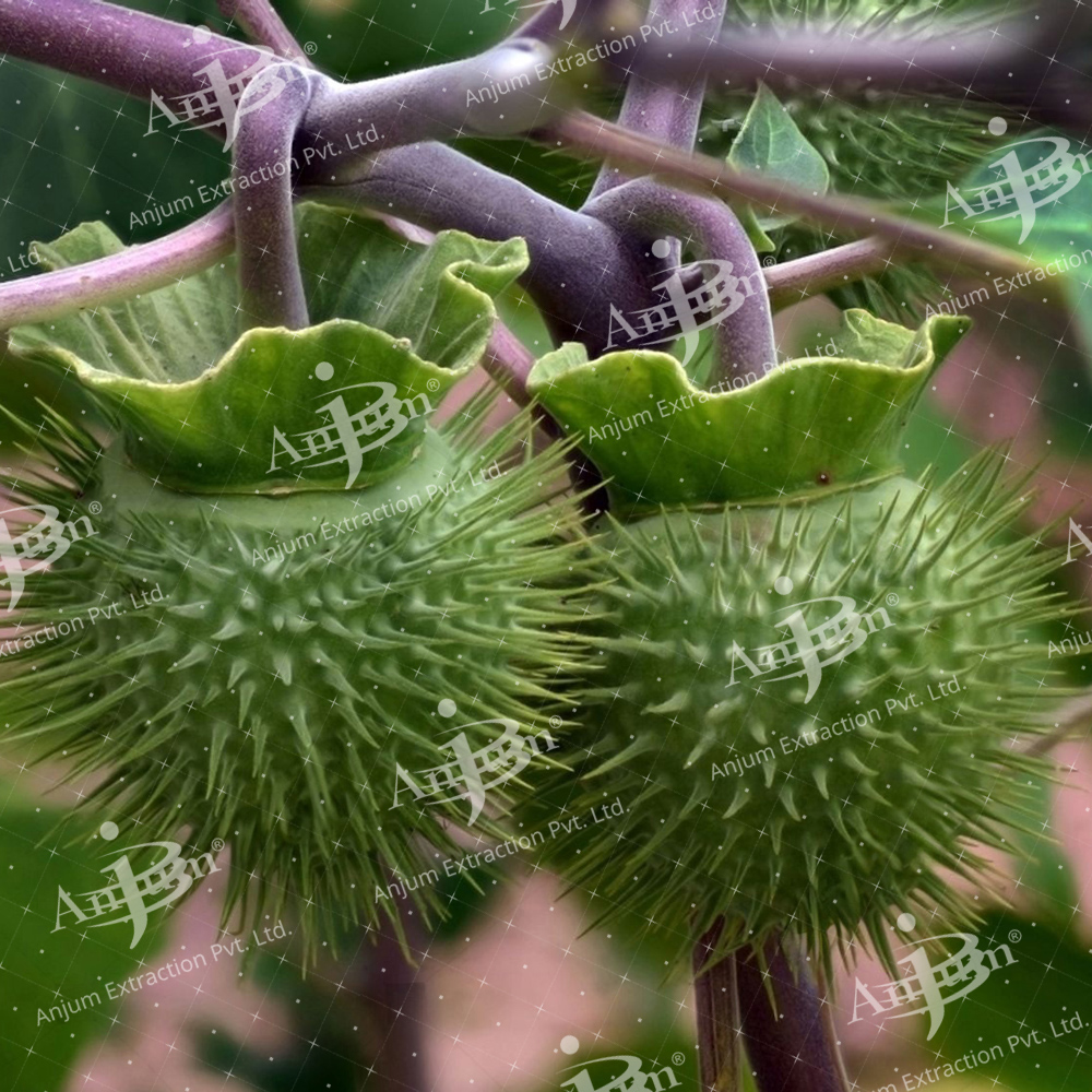 Dhatura Alba (Dhatura Panchang) Extract - Application: Medicine