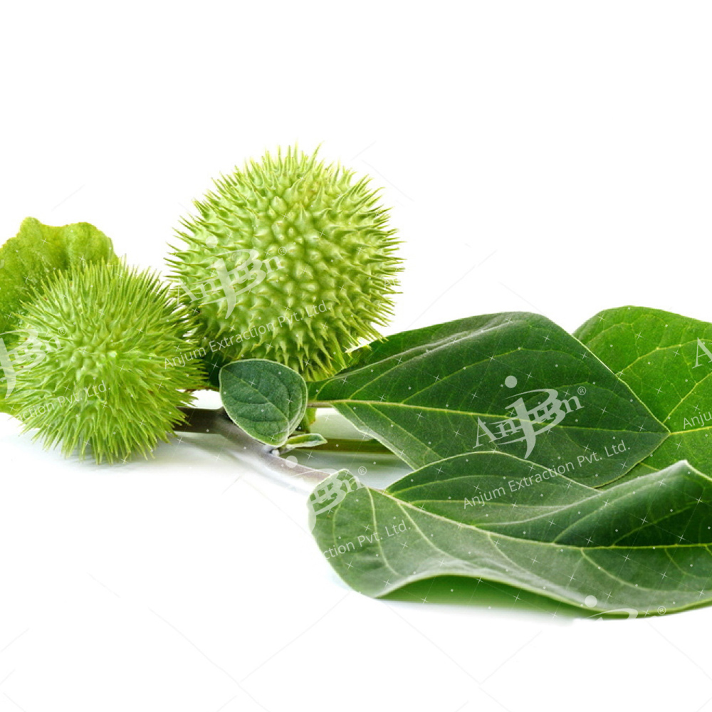 Dhatura Alba (Dhatura Panchang) Extract - Application: Medicine