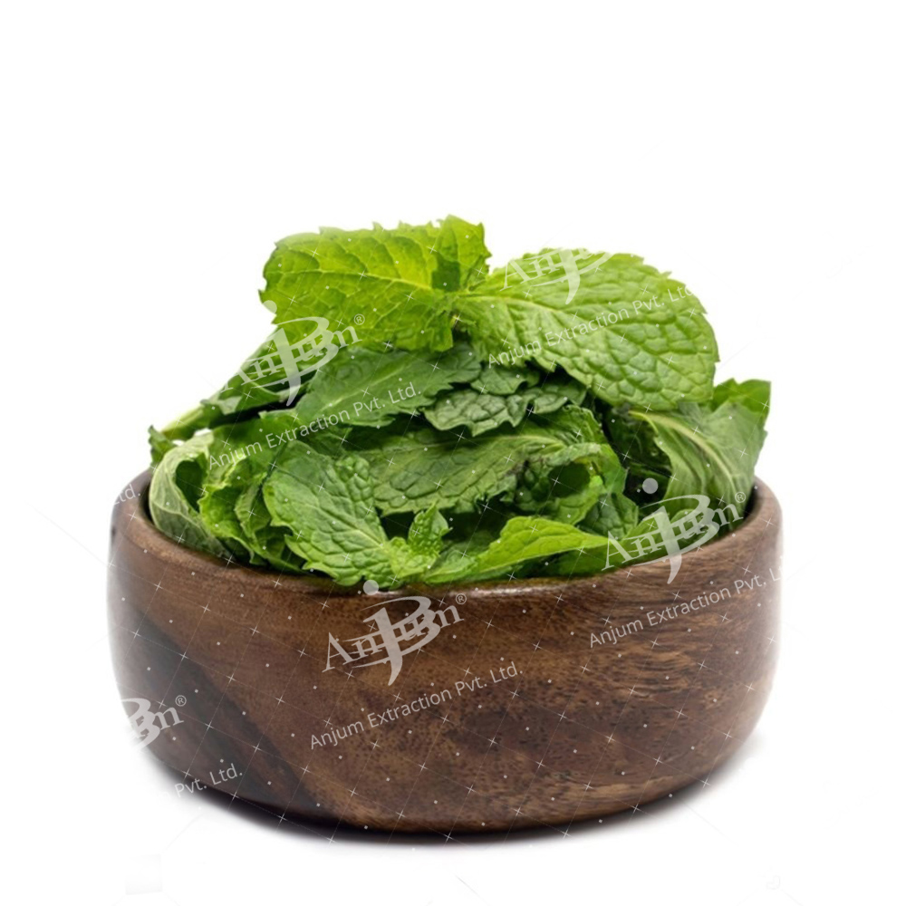 Pudina (Mentha viridis) Extract