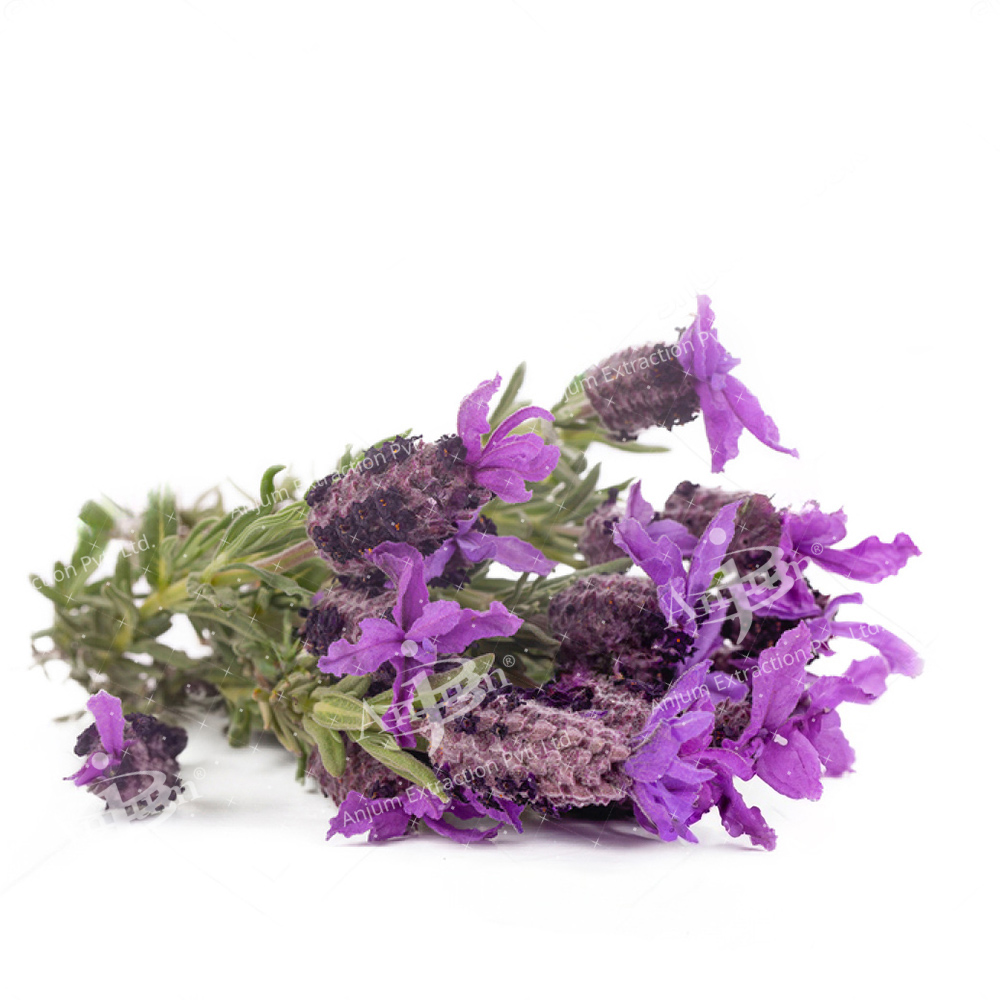 Ustekhadoos (Lavandula stoechas) Extract