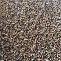 Cassia Tora Seed - Color: Brown