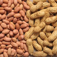 Raw Peanuts Organic - Broken (%): N/a