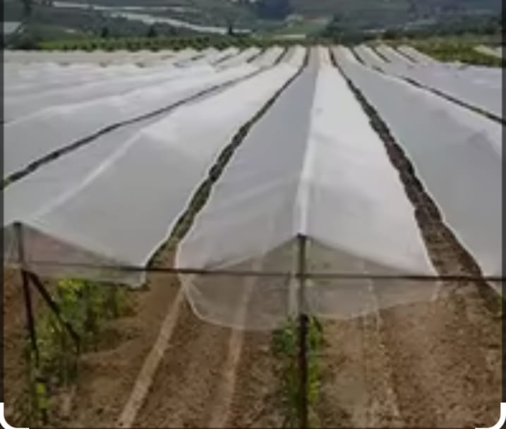 25 Micron Mulching Paper - Color: White