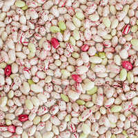 White and Red Speckled Sugar Beans