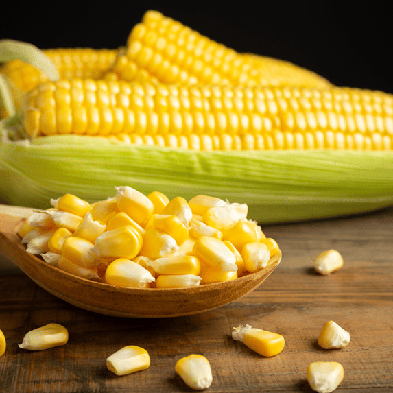 Yellow Maize (Corn) - Cultivation Type: Common