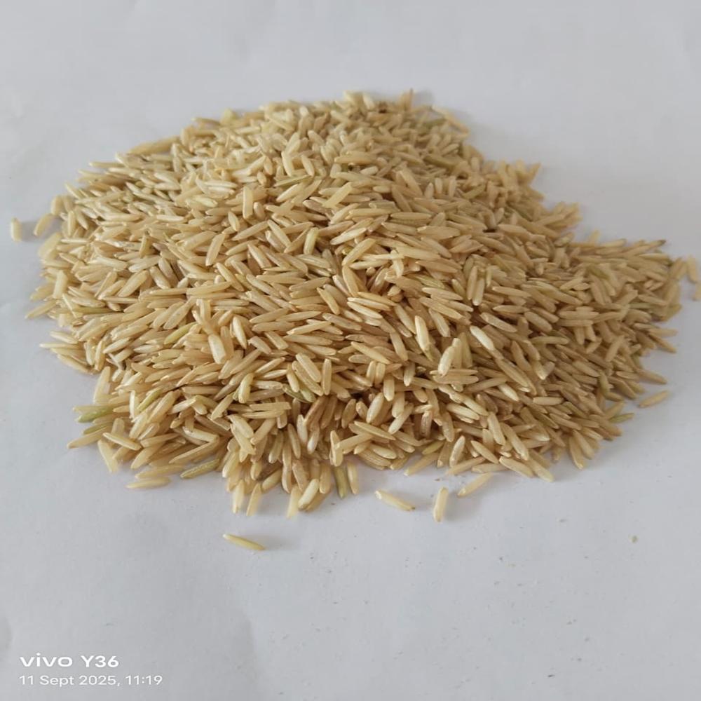 Organic Basmati Brown Rice - Cultivation Type: Common