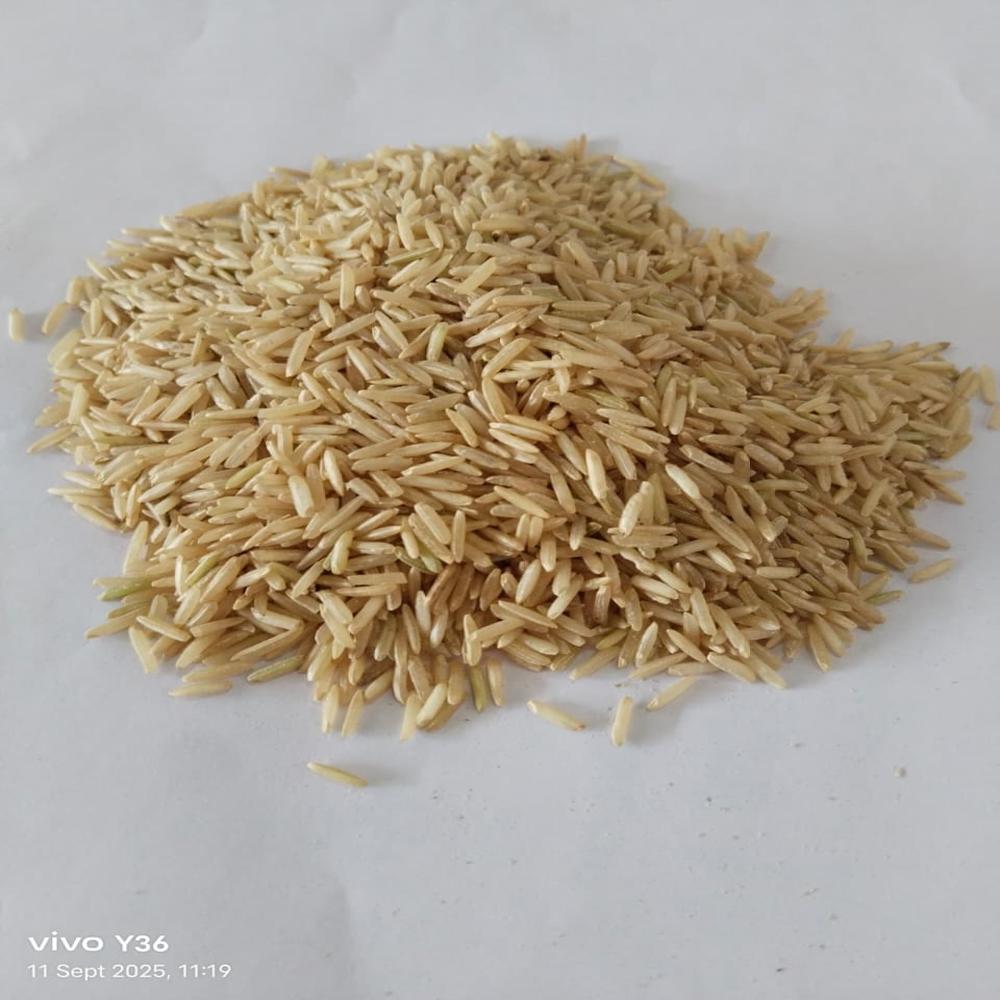 Organic Basmati Brown Rice - Cultivation Type: Common