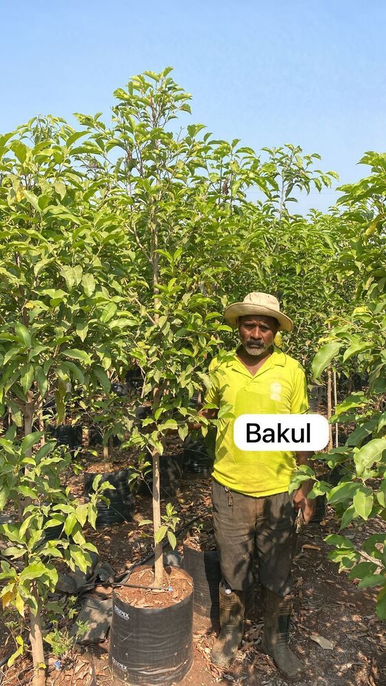 Bakul Plant