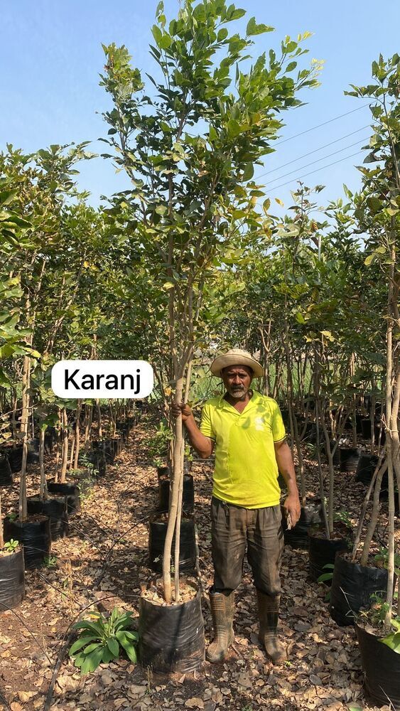 Karanj Plant