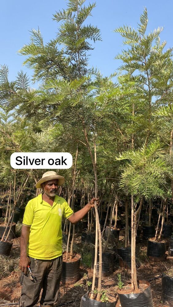 Silver Oak Plant - Breed: Hybrid Cultivar