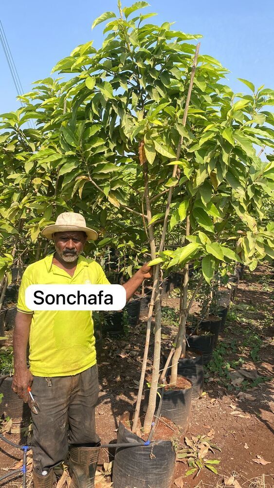 Sonchafa Plant