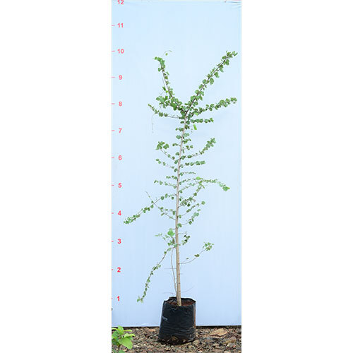 Apta Bauhinia Racemosa Plant