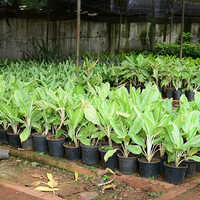 Aglaonema Plant