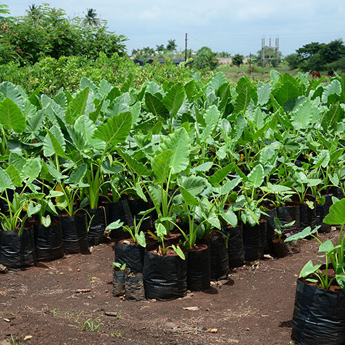 Alocasia Macrorrhiza Plant