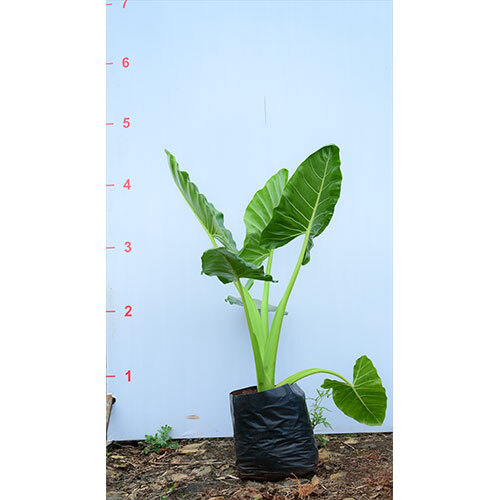 Alocasia Macrorrhiza Plant