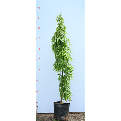 Ashoka Tree Saraca Asoca Plant