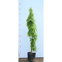 Ashoka Tree Saraca Asoca Plant - Breed: Hybrid Cultivar